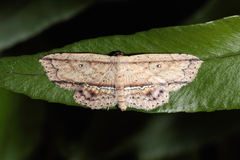 Hyposada ruptifascia