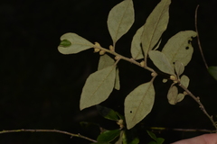 Asterolasia correifolia