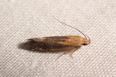Stomopteryx basalis