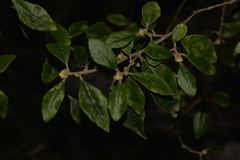 Asterolasia correifolia