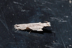 Hypatima verticosa
