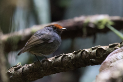 Conopophaga castaneiceps