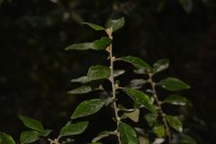 Asterolasia correifolia