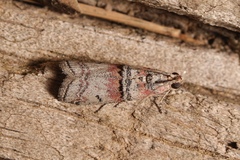 Merulempista turturella