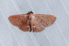 Nechesia albotentata
