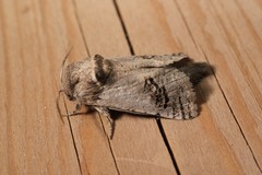 Parahypopta caestrum