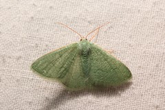 Phaiogramma faustinata