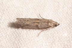 Cadra figulilella
