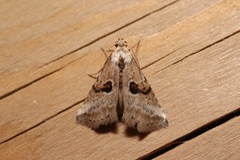 Zebeeba falsalis