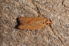 Clepsis coriacanus