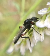 Bibio pomonae