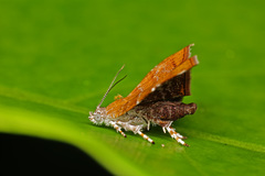 Choreutis achyrodes