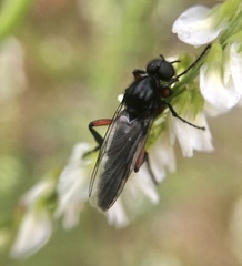 Bibio pomonae