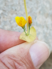Blackstonia grandiflora