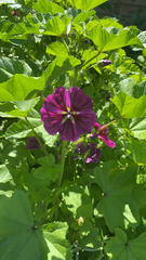 Malva sylvestris