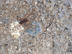 Artoriinae