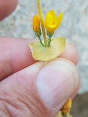 Blackstonia grandiflora