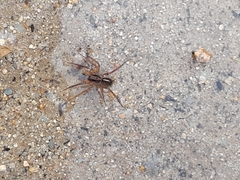 Artoriinae