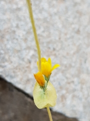 Blackstonia grandiflora