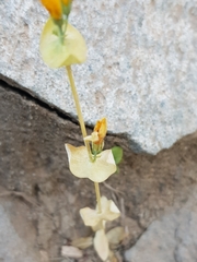 Blackstonia grandiflora