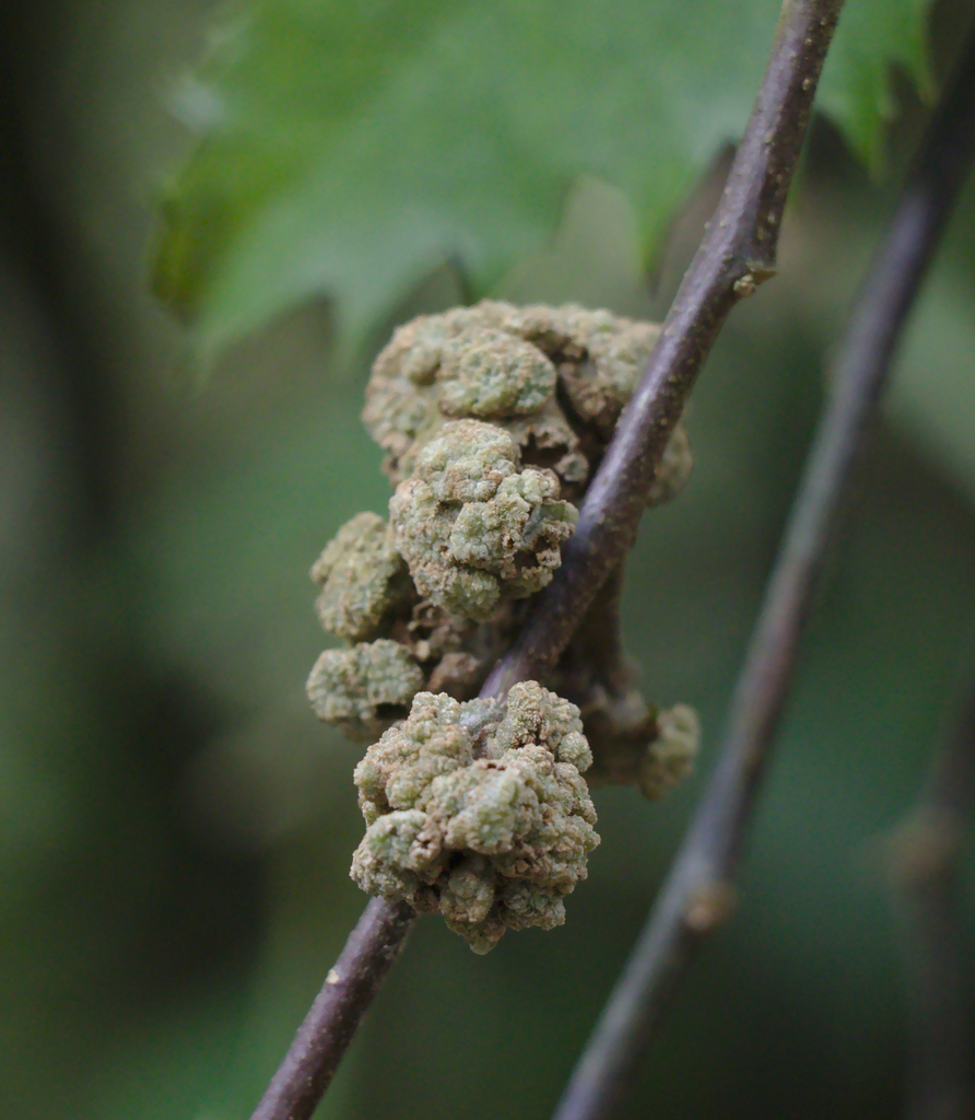 Lacebark Gall Mite