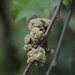 Lacebark Gall Mite - Photo (c) Mel, some rights reserved (CC BY-NC), uploaded by Mel