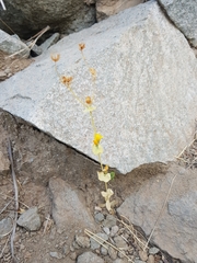 Blackstonia grandiflora