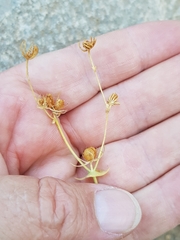 Blackstonia grandiflora