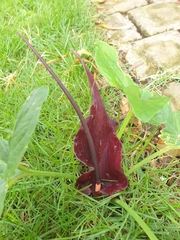 Typhonium roxburghii