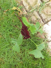 Typhonium roxburghii