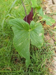 Typhonium roxburghii