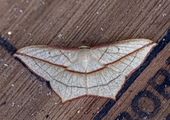 Timandra correspondens