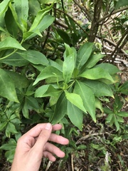 Scaevola gaudichaudiana