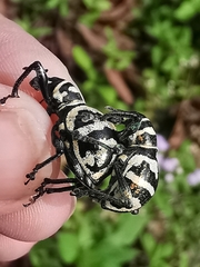 Metapocyrtus davaoensis