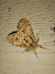 Dasychira plagiata