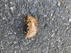 Graptopsaltria nigrofuscata