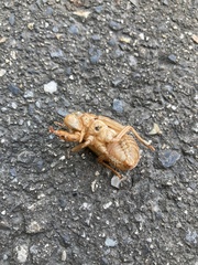 Graptopsaltria nigrofuscata