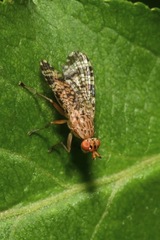 Euthycera chaerophylli