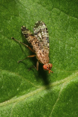 Euthycera chaerophylli