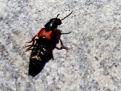 Platydracus stercorarius