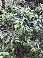 Diospyros sandwicensis