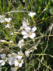 Cherleria circassica