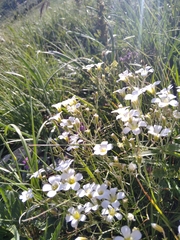 Cherleria circassica
