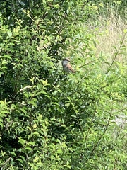 Lanius collurio