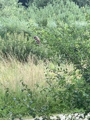 Lanius collurio