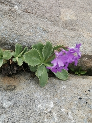 Primula marginata