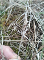 Rytidosperma clavatum