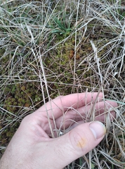 Rytidosperma clavatum