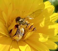 Episyrphus balteatus