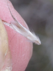 Rytidosperma clavatum